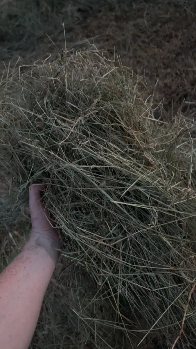 Hay for sale - Image 4