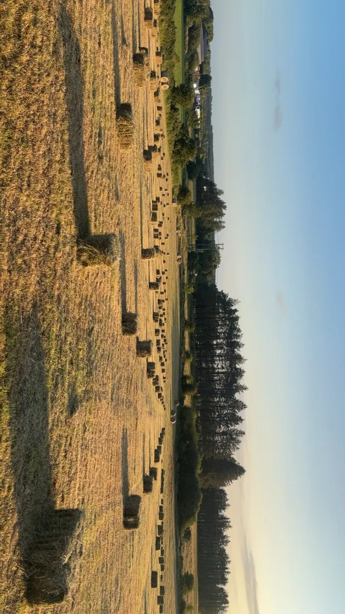 Hay for sale - Image 1