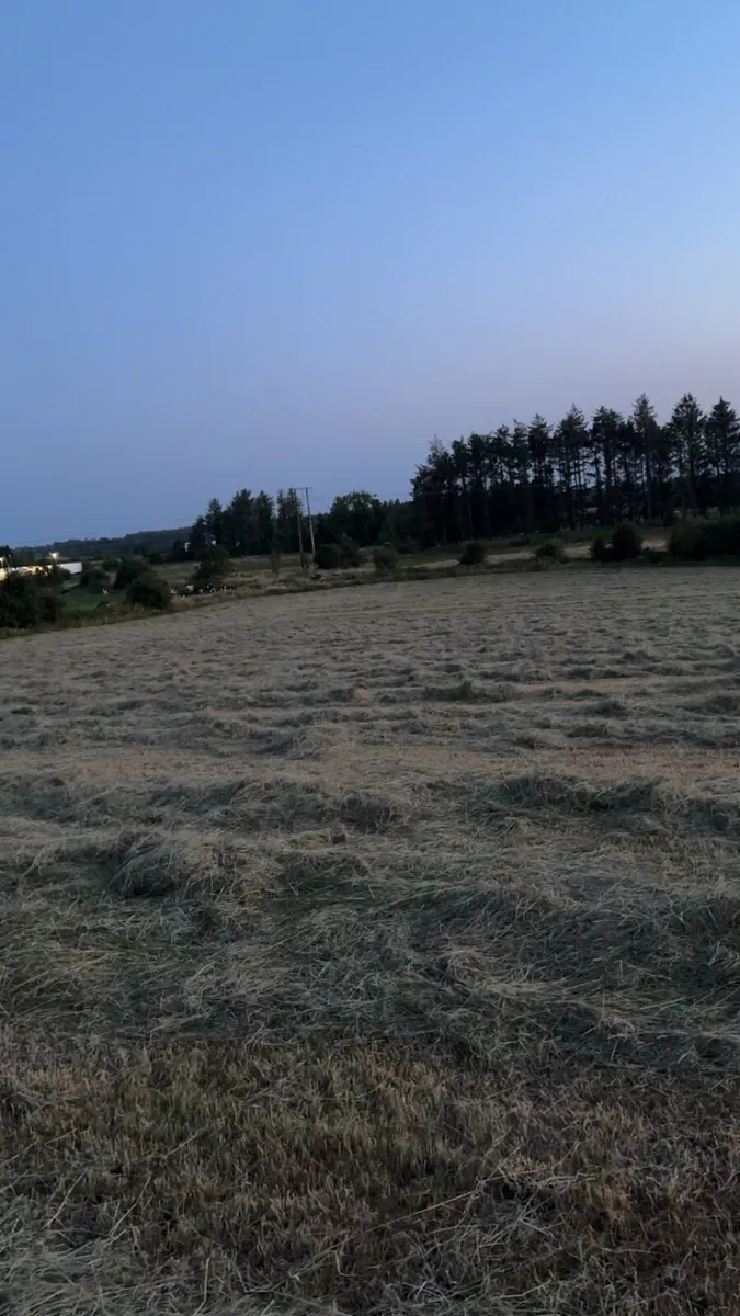 Hay for sale - Image 3