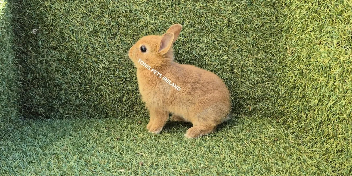 **Netherland dwarf rabbits** - Image 2