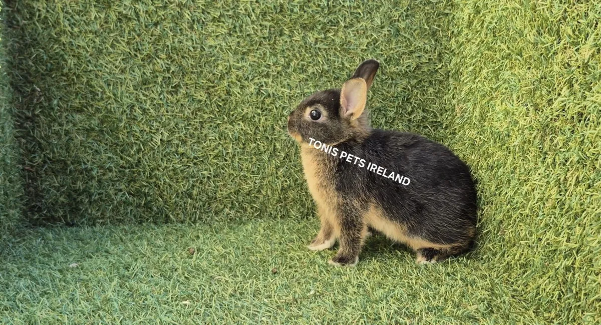 **Netherland dwarf rabbits** - Image 3