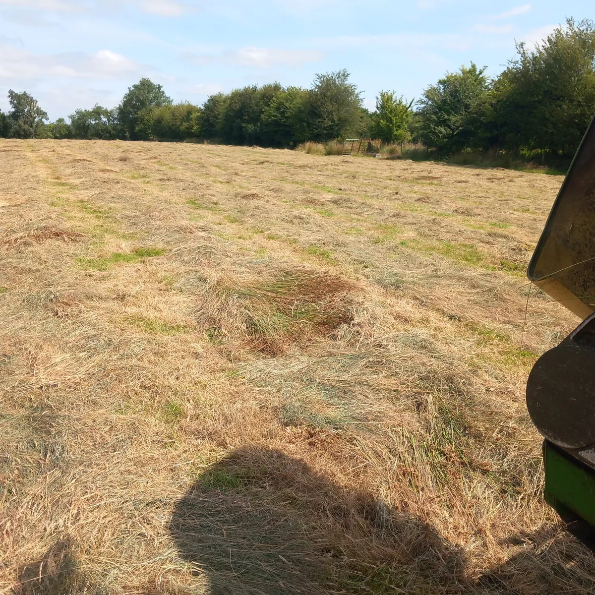 Hay