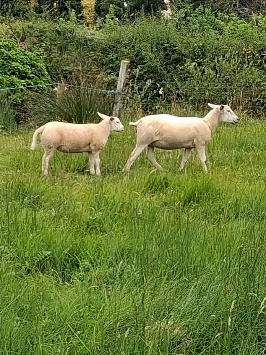 5 Top Hoggets with 5 strong lambs at foot - Image 2