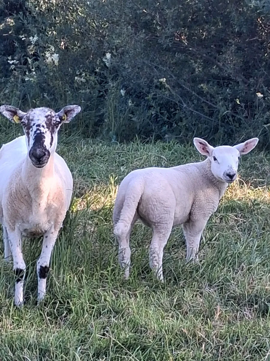 5 Top Hoggets with 5 strong lambs at foot - Image 3