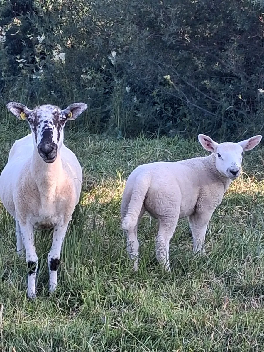 5 Top Hoggets with 5 strong lambs at foot - Image 1
