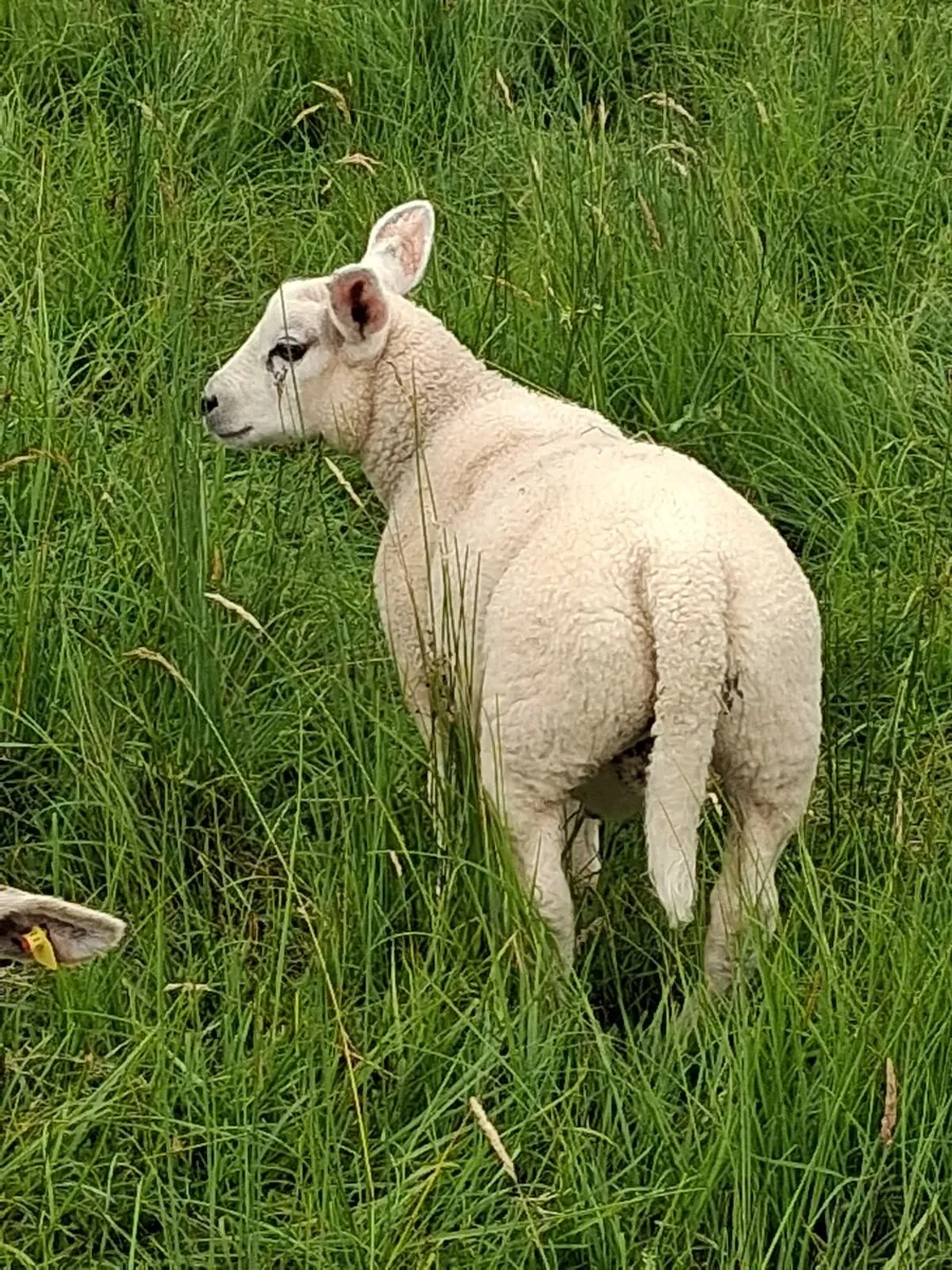 5 Top Hoggets with 5 strong lambs at foot - Image 4