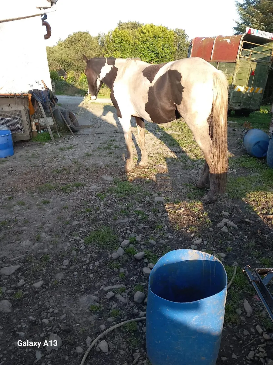 Horse - Image 1