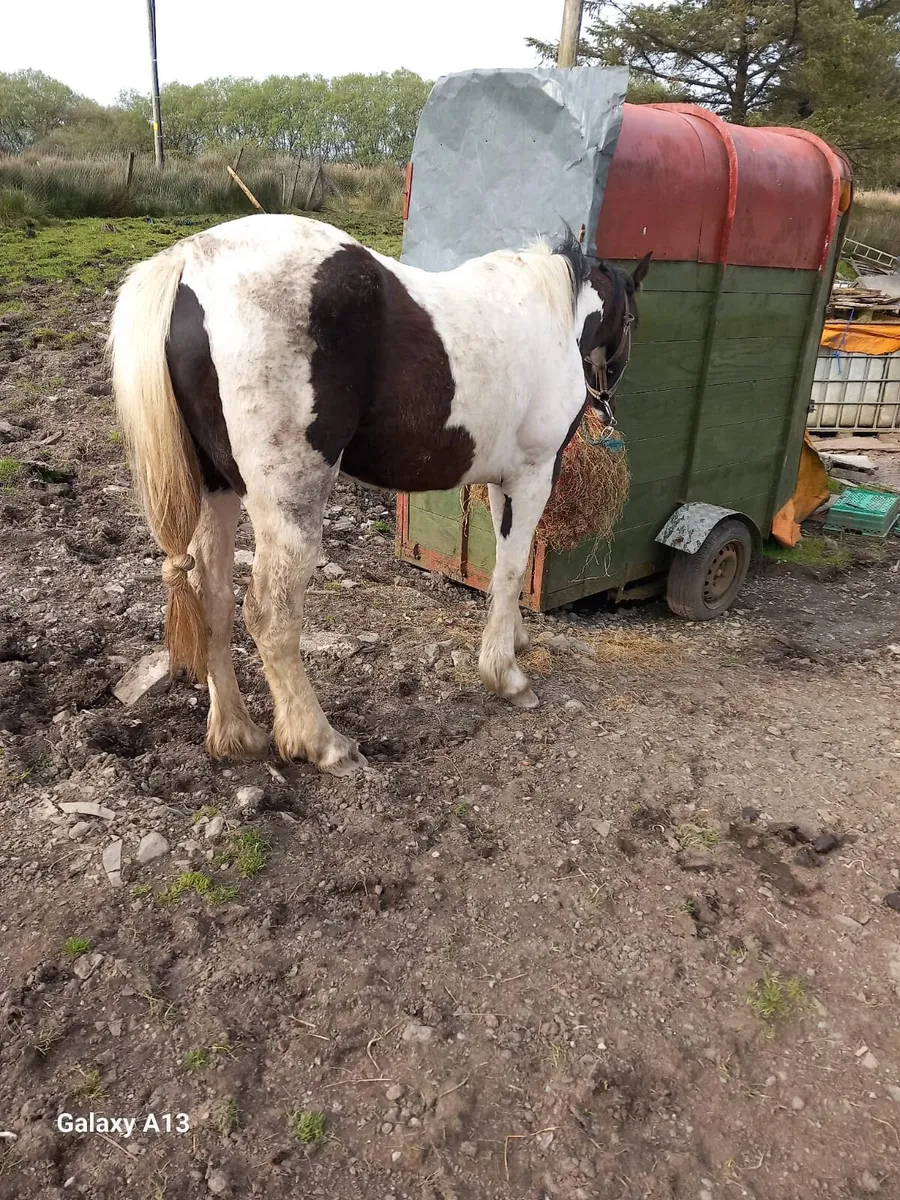Horse - Image 2