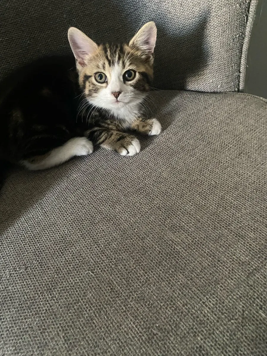 Kitten looking for a lovely home - Image 2