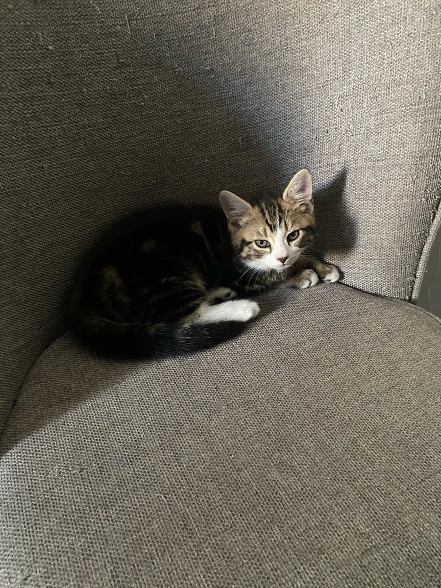 Kitten looking for a lovely home - Image 3