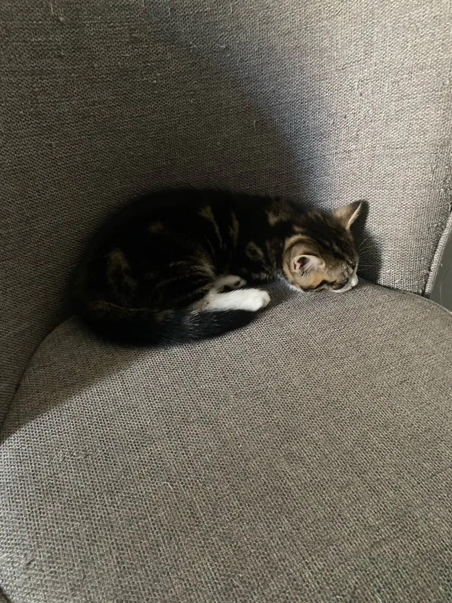 Kitten looking for a lovely home - Image 4