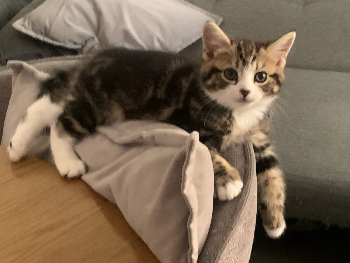 Kitten looking for a lovely home - Image 1