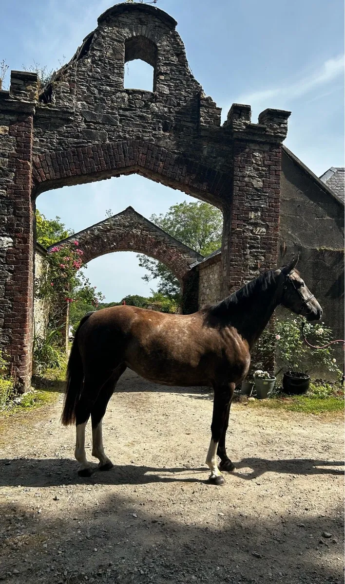 Flashy 3yr old filly by Womanizer - Image 2