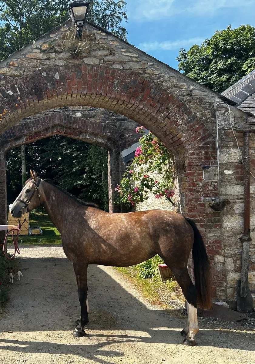 Flashy 3yr old filly by Womanizer - Image 1