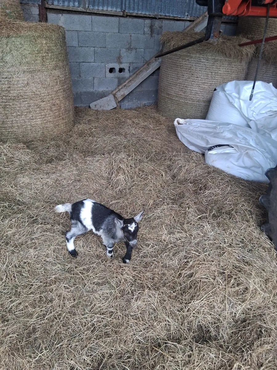 Kid goat