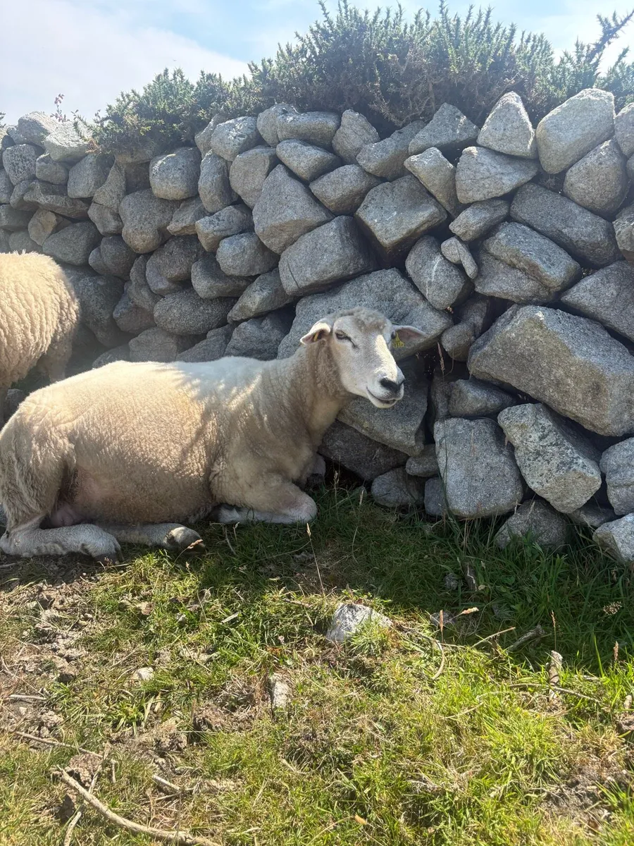 Galway Ewes for sale