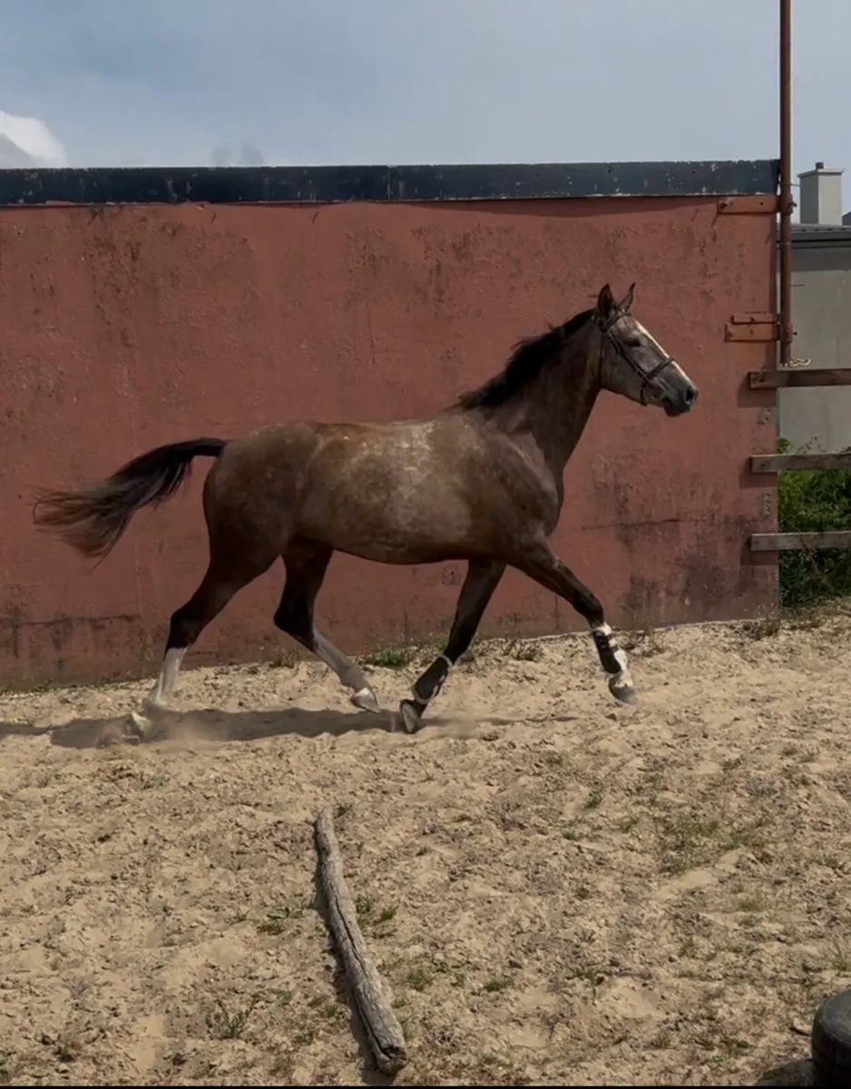 Flashy 3yr old filly by Womanizer - Image 3