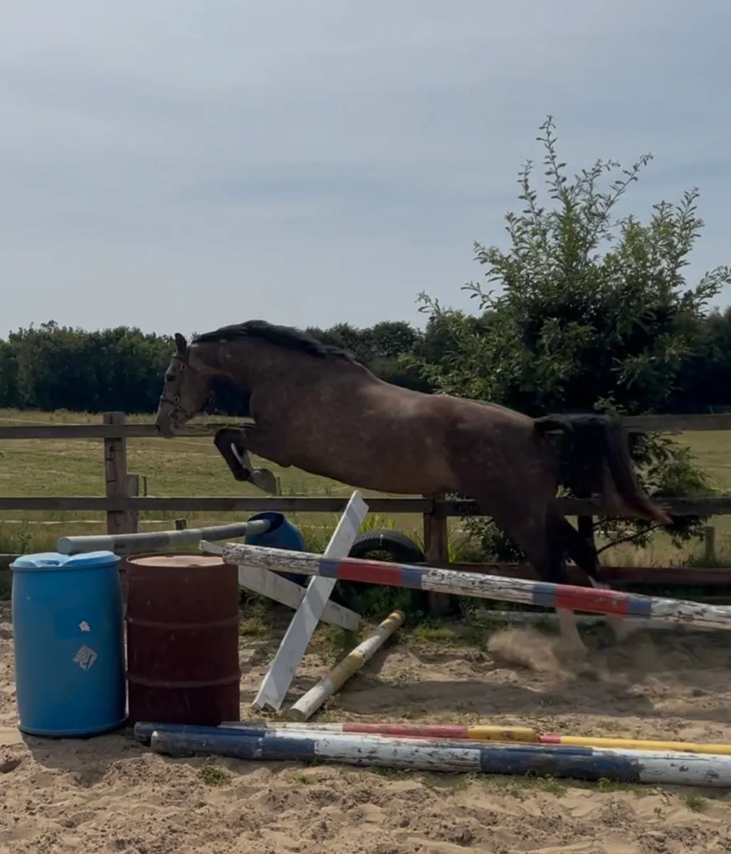 Flashy 3yr old filly by Womanizer - Image 4