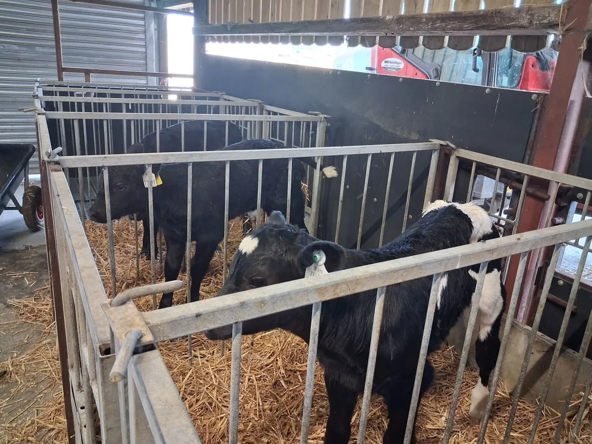 Organic Angus Calves Full Symbol - Image 1