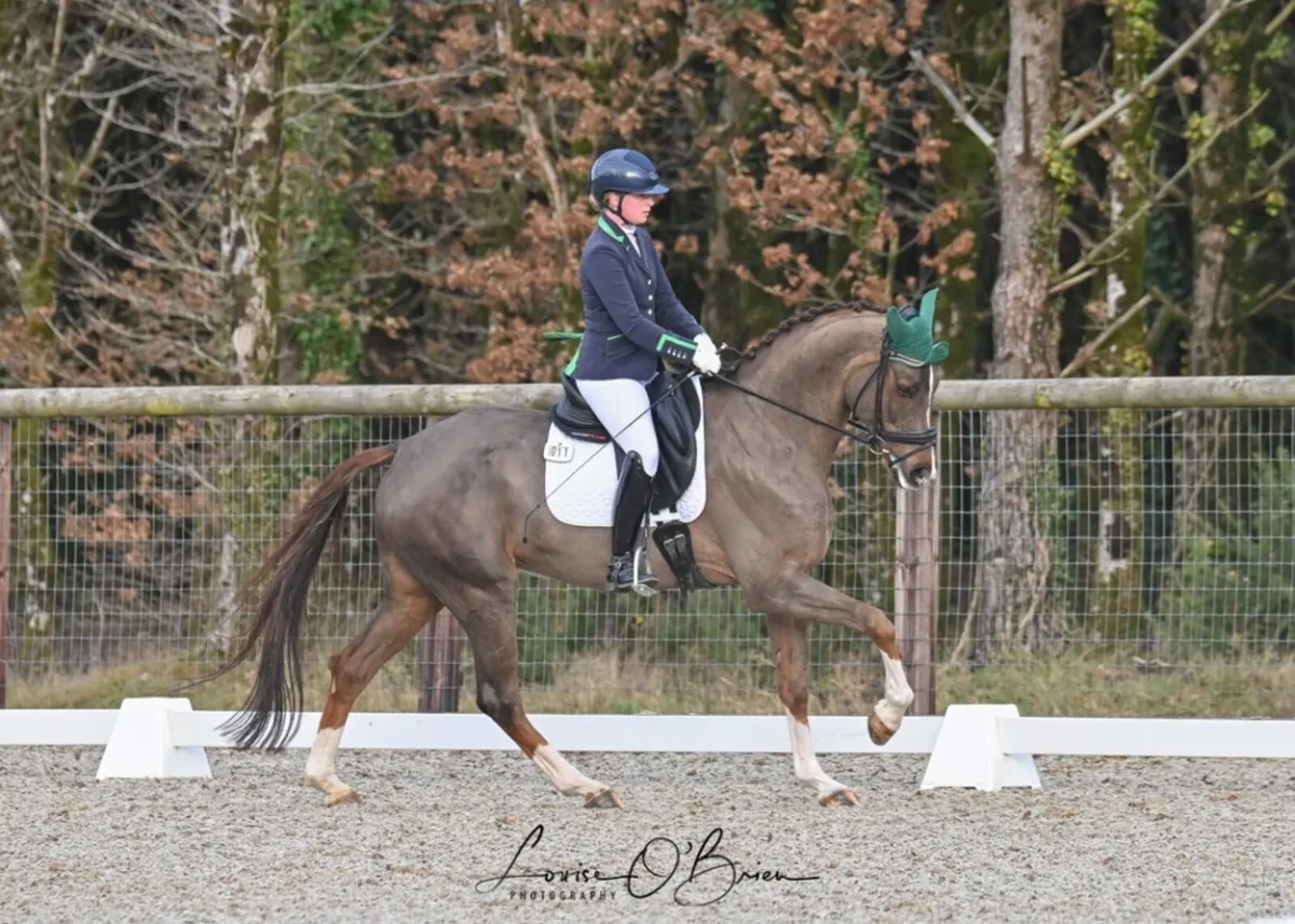 Freelance Trainer/Rider