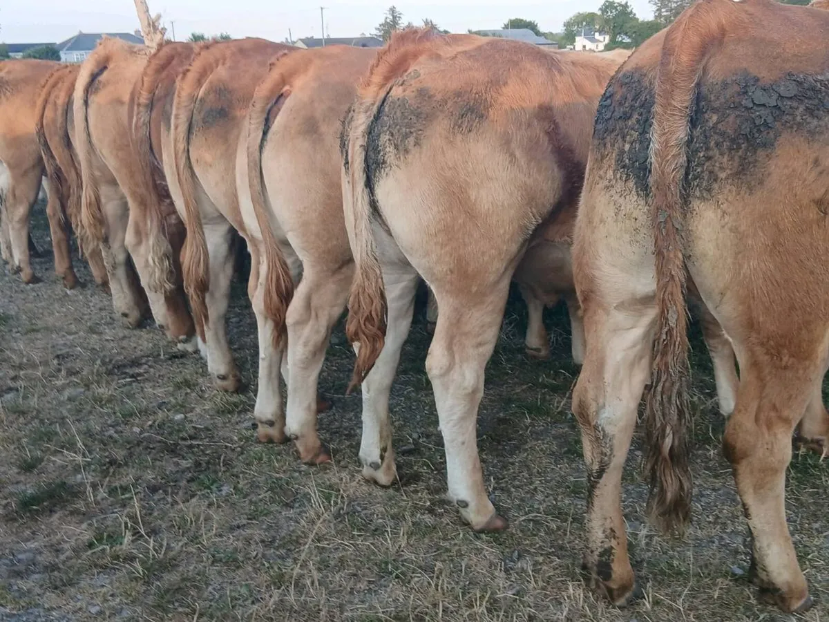 35 super U and R Grade LMX Heifer's for sale. - Image 2