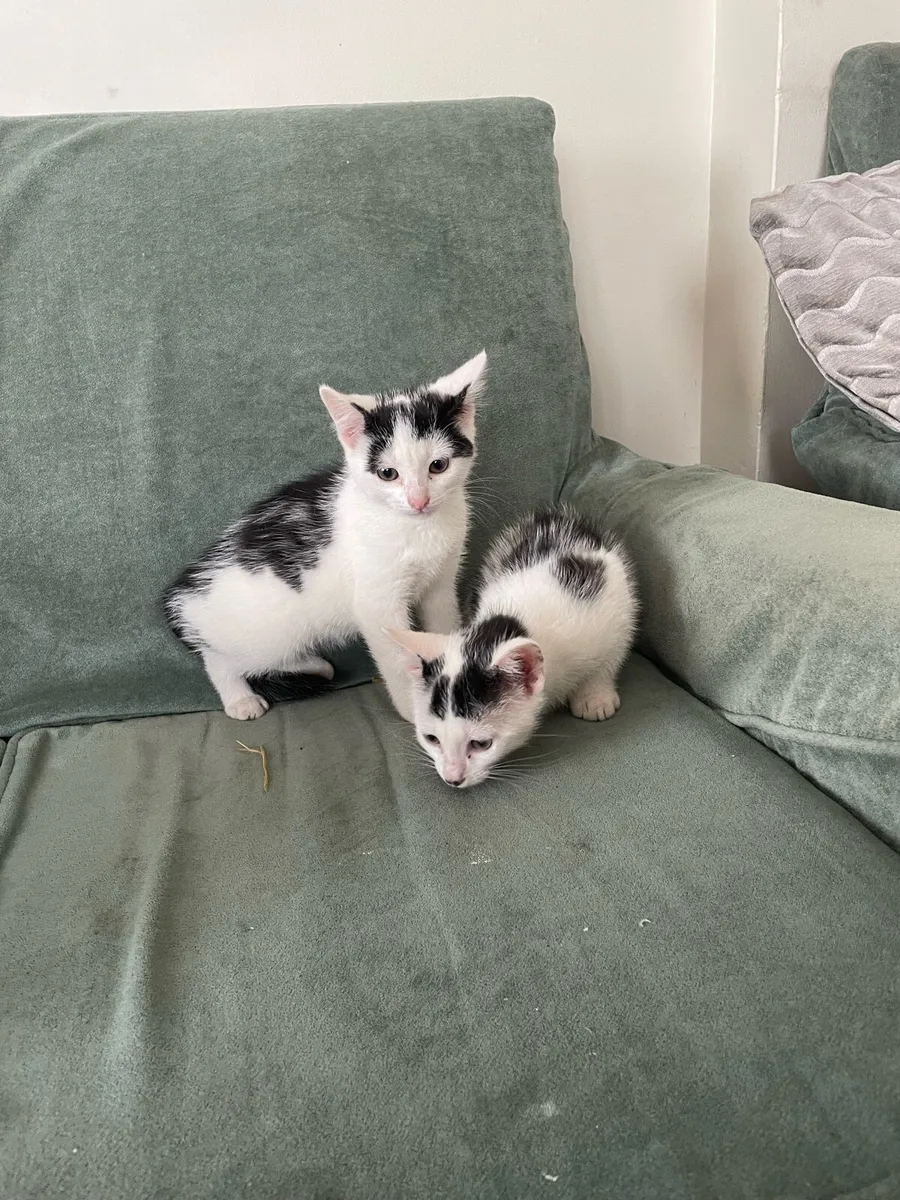 Kittens - Image 2