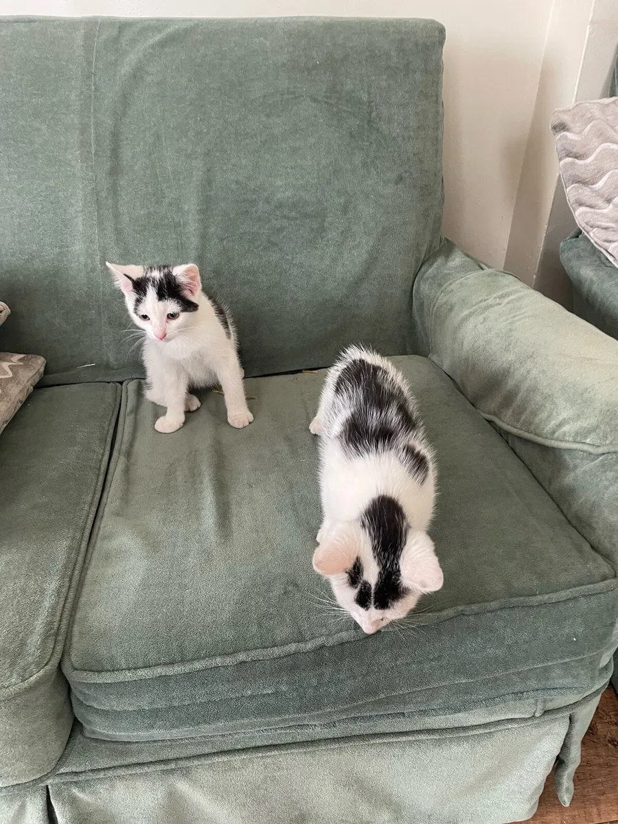 Kittens - Image 3