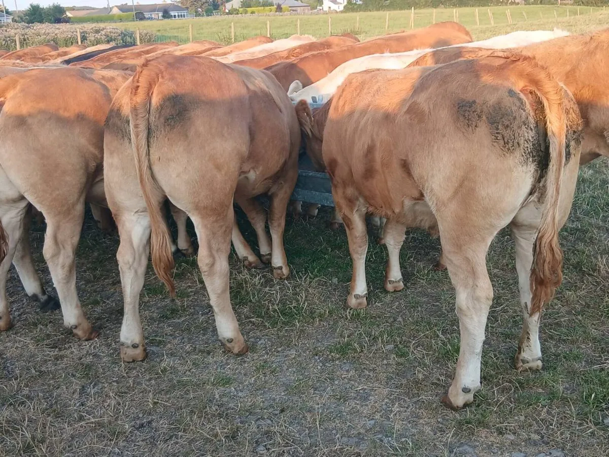 35 super U and R Grade LMX Heifer's for sale. - Image 3
