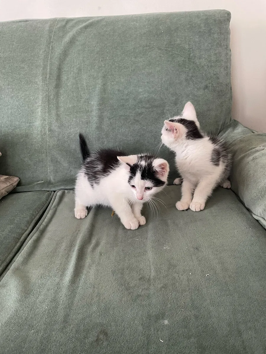 Kittens - Image 1