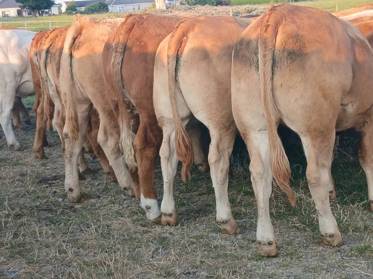 35 super U and R Grade LMX Heifer's for sale. - Image 4