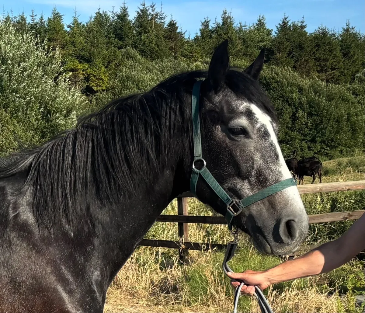 Irish sport horse - Image 2