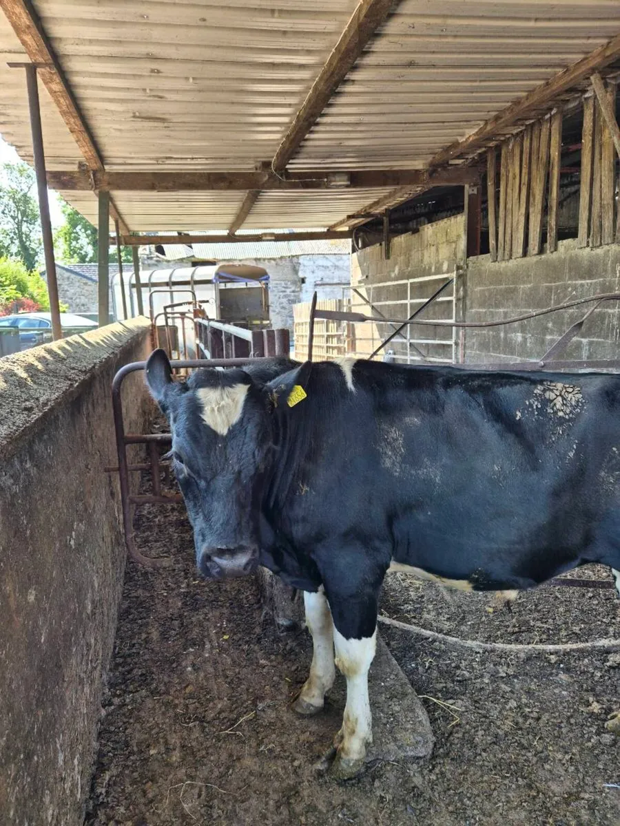 Friesian bull - Image 1