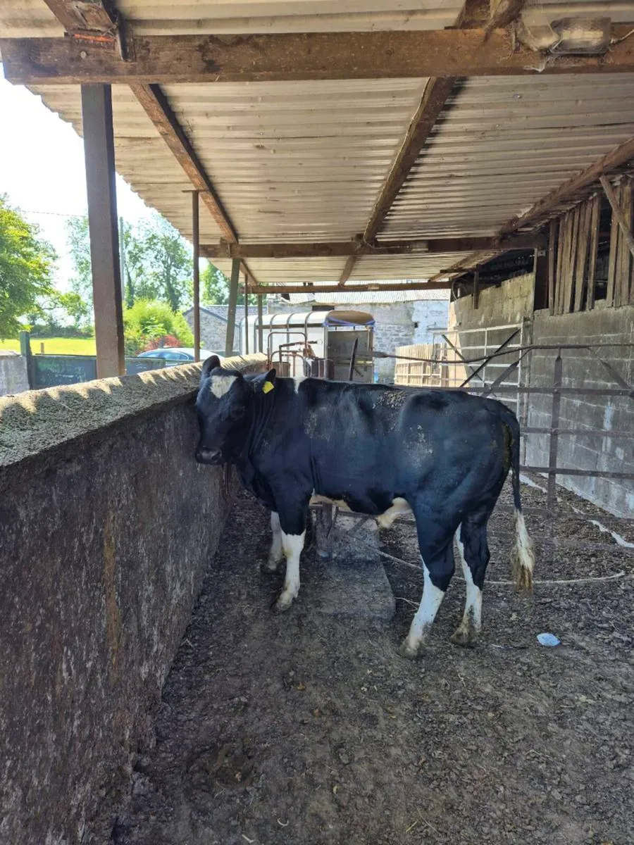Friesian bull - Image 2