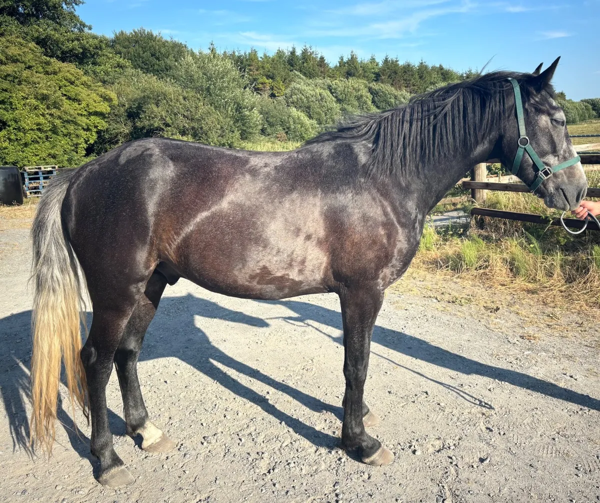 Irish sport horse - Image 1