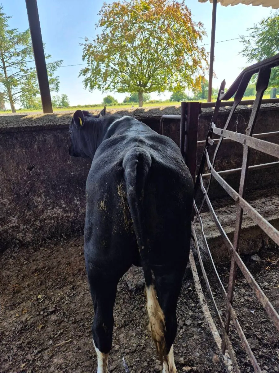 Friesian bull - Image 3