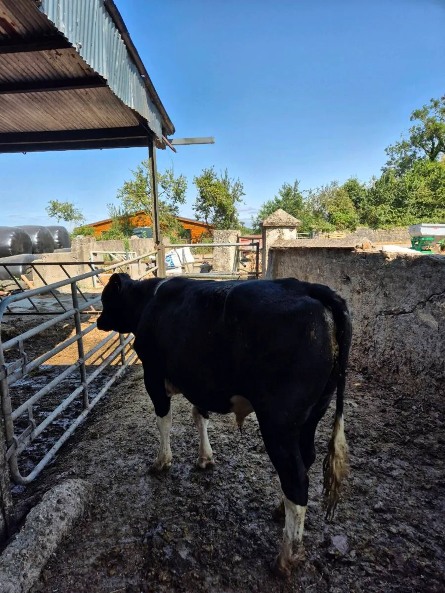 Friesian bull - Image 4