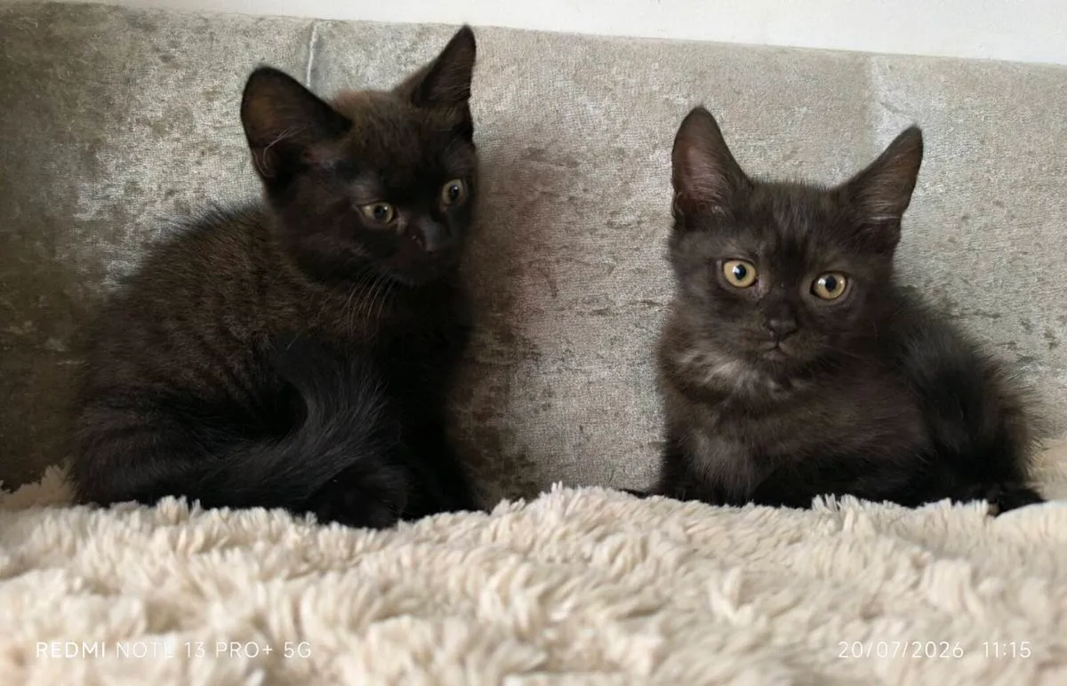 Kittens - Image 1