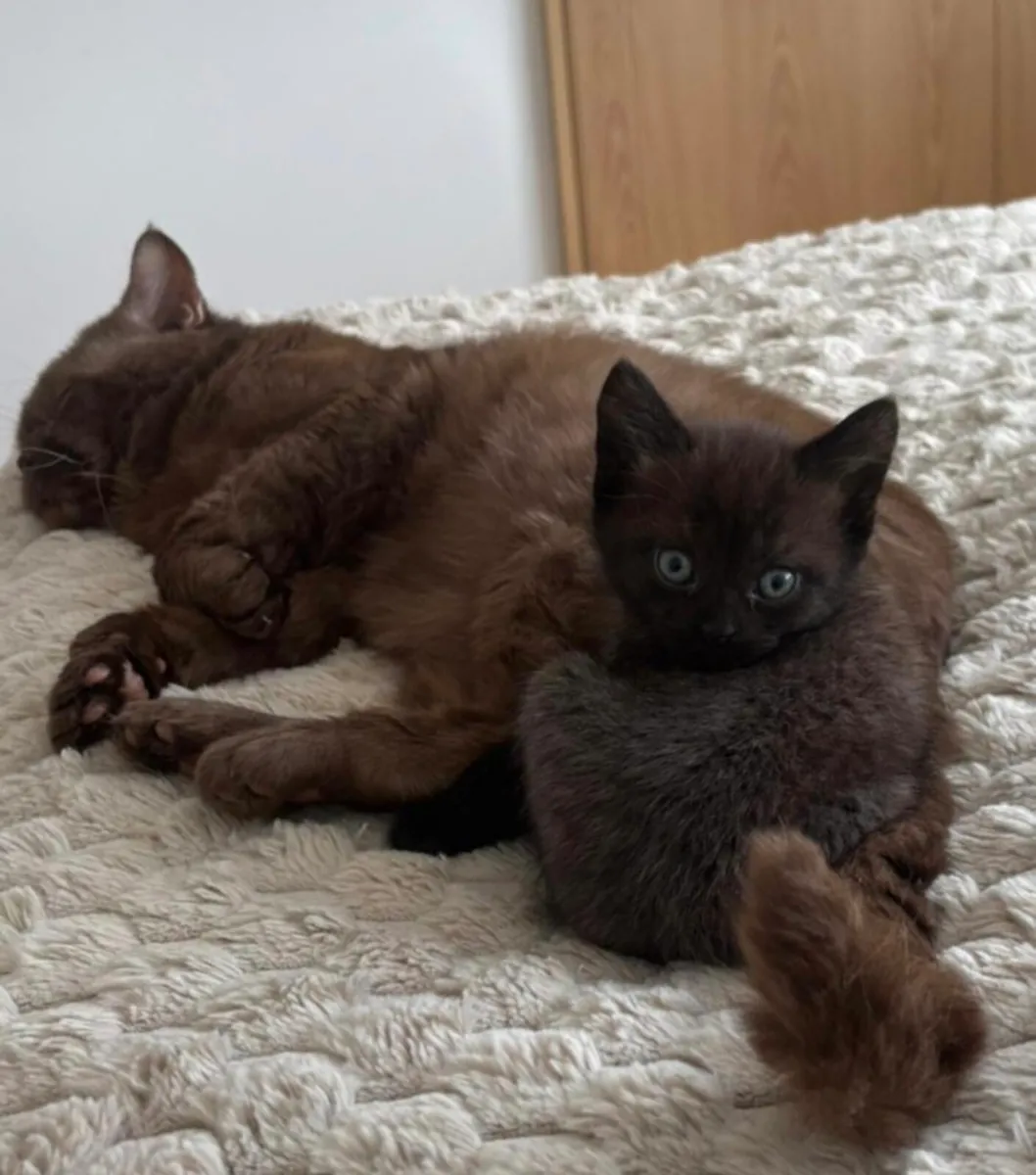 Kittens - Image 2