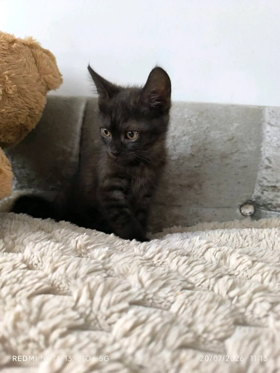 Kittens - Image 3