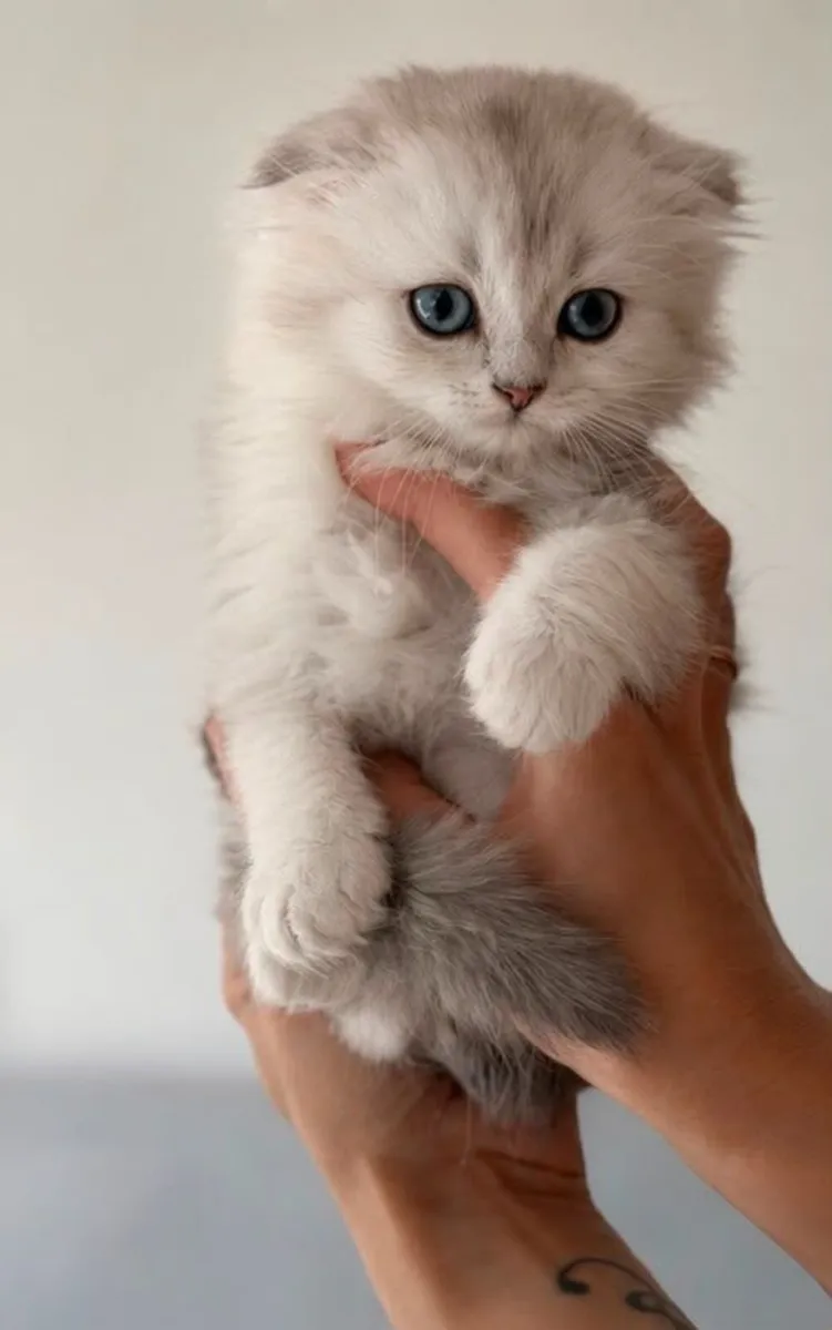 Scottish fold and straight - Image 3