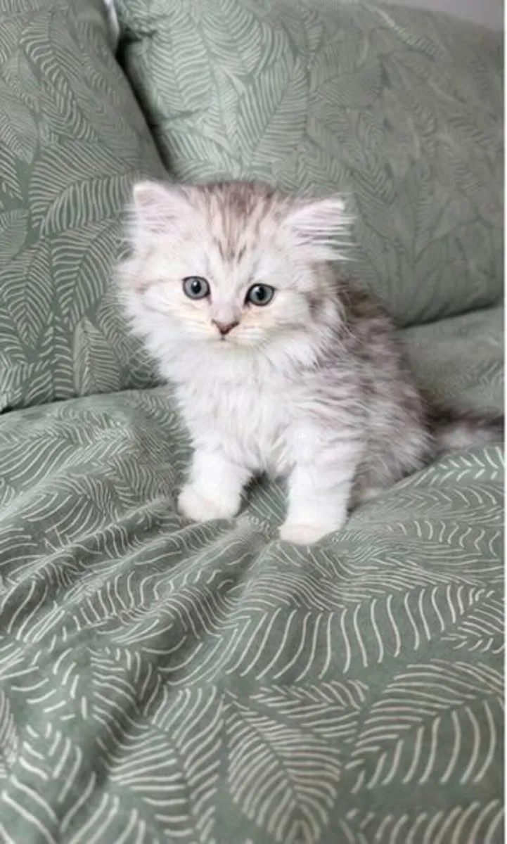 Scottish fold and straight - Image 4