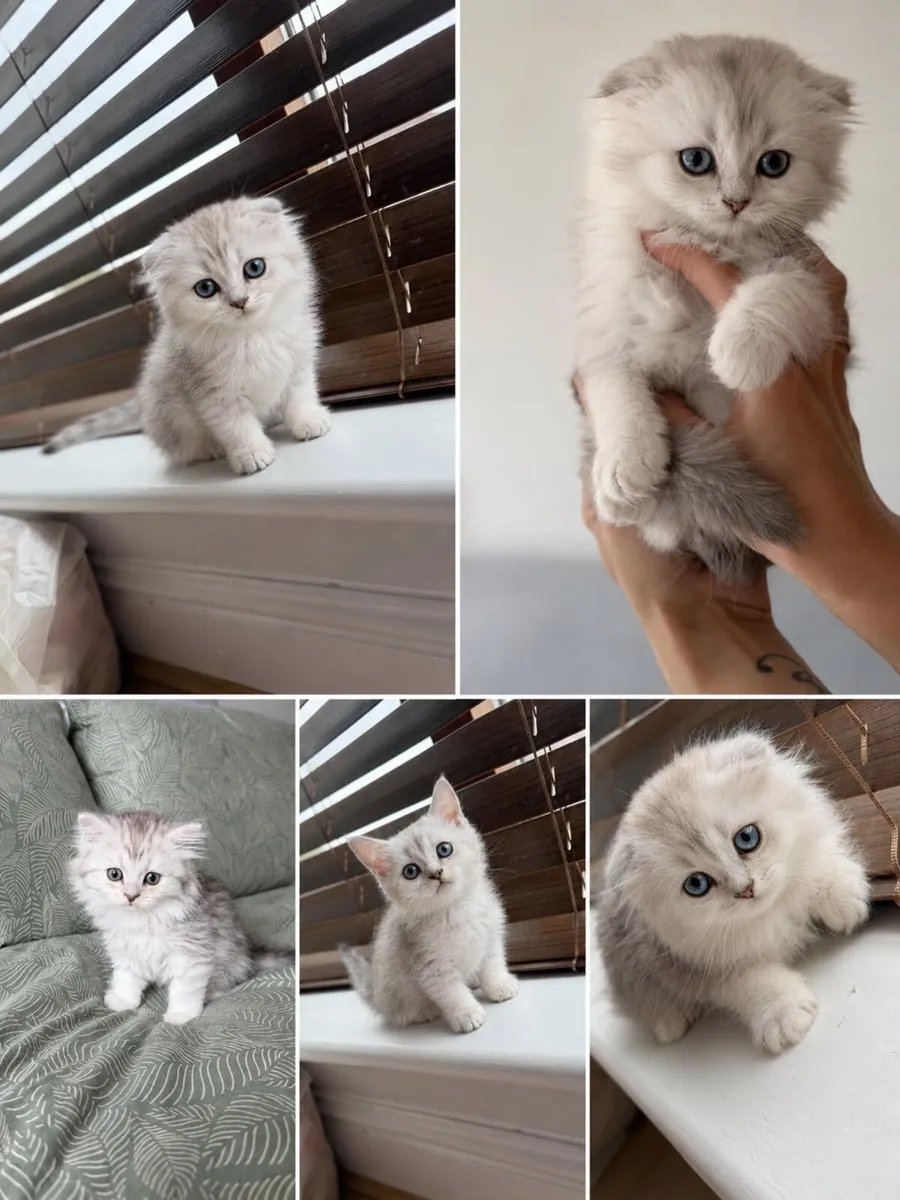 Scottish fold and straight - Image 2