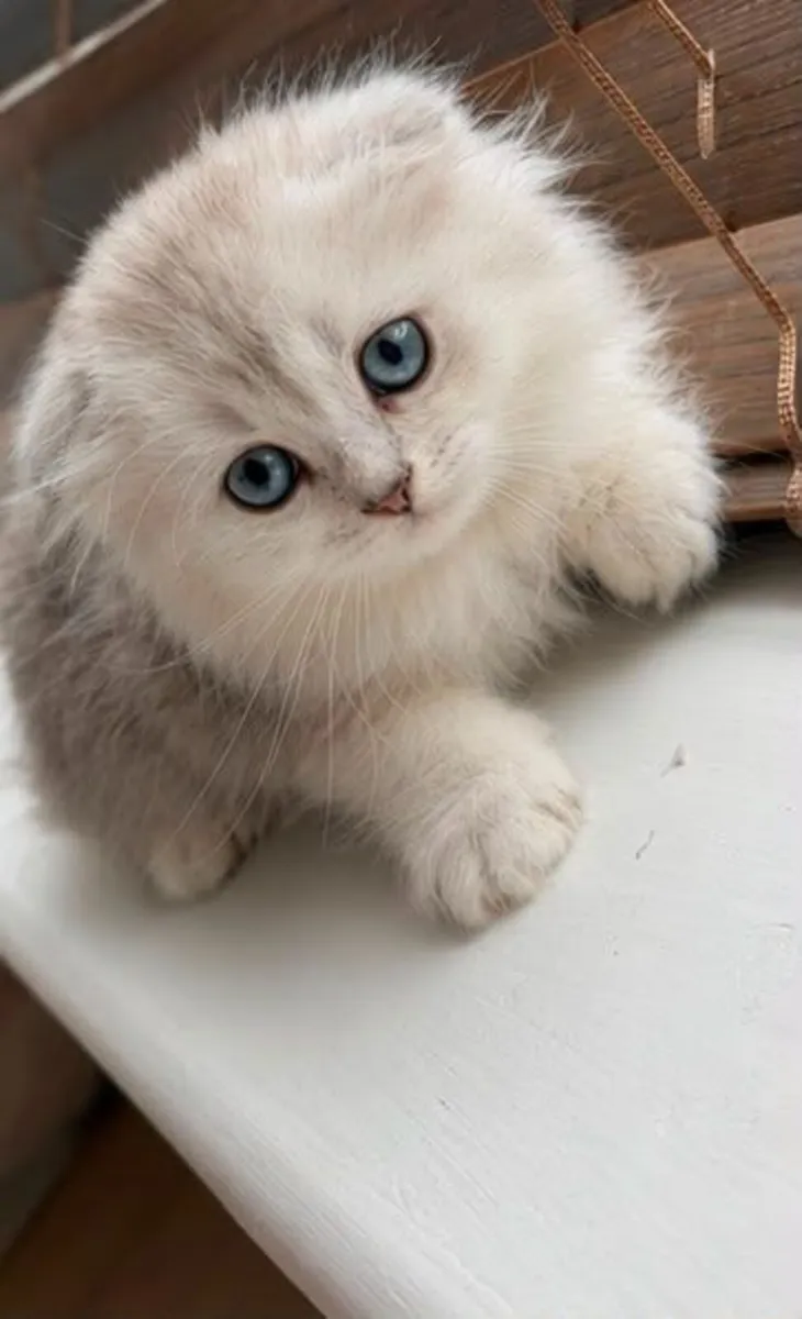 Scottish fold and straight - Image 1