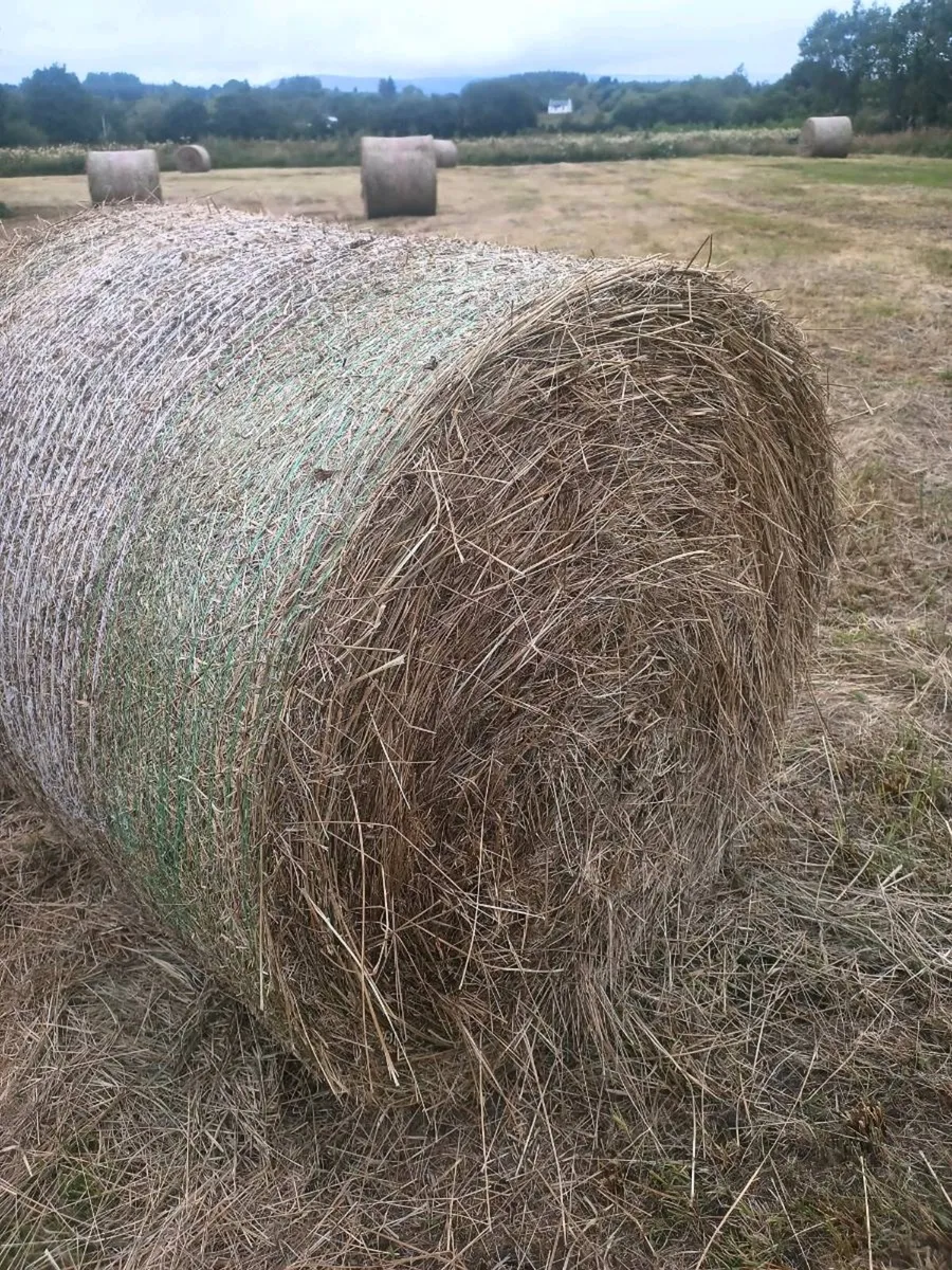 Round Hay Bales, free to a good home! - Image 2