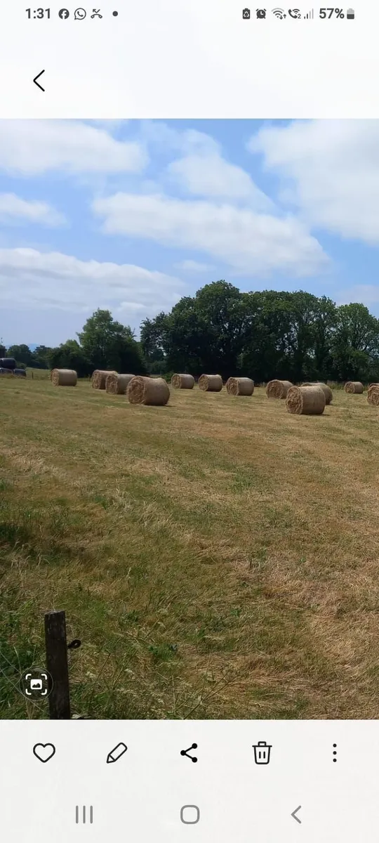 50 Round bales of hay