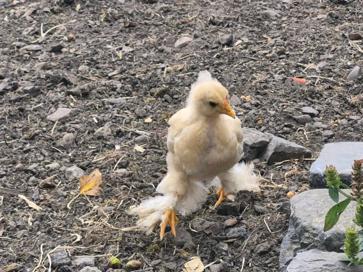5 week old pure breed chicks - Image 4