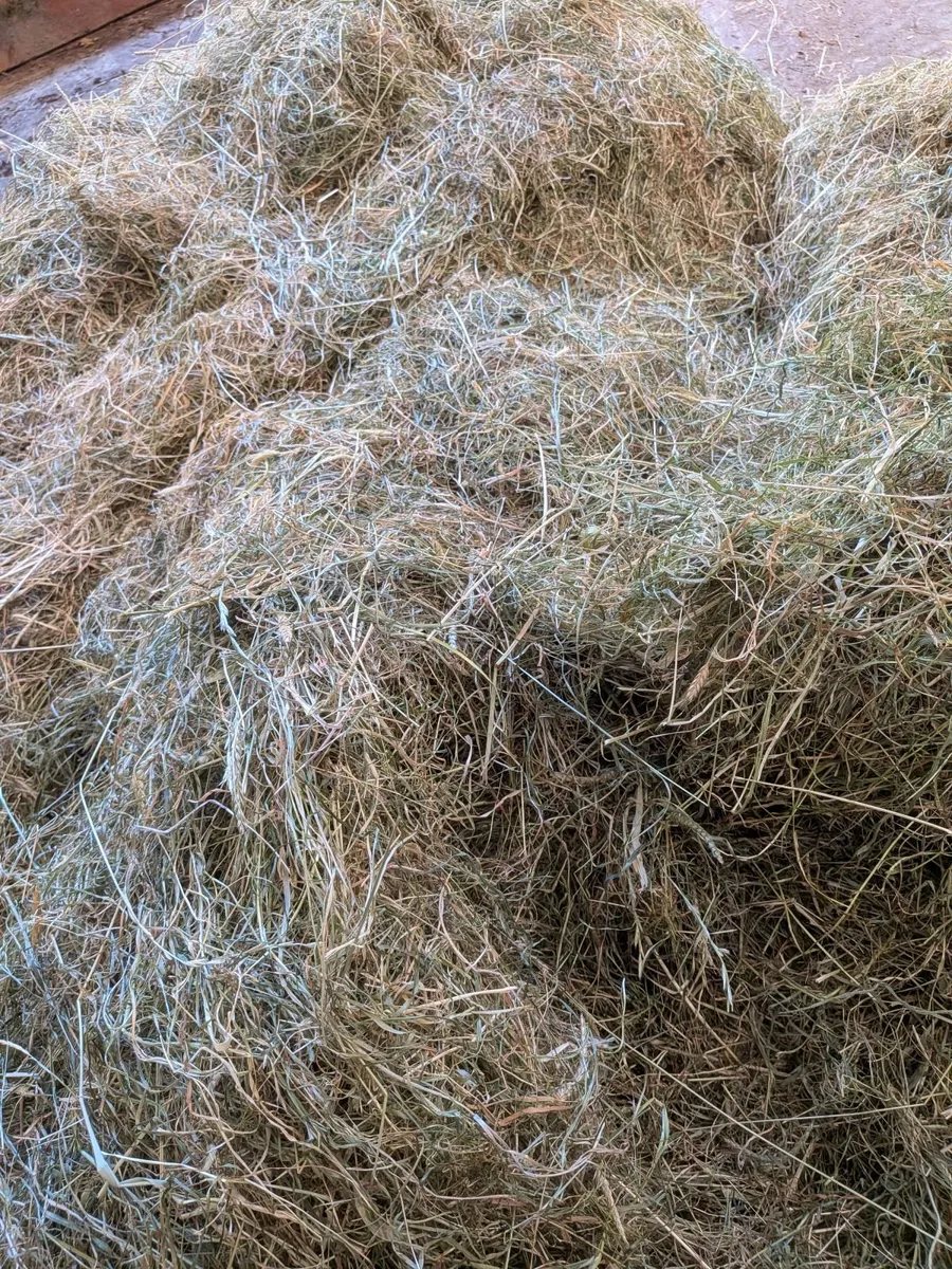 Hay - Image 1