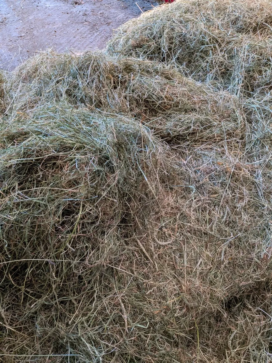 Hay - Image 2