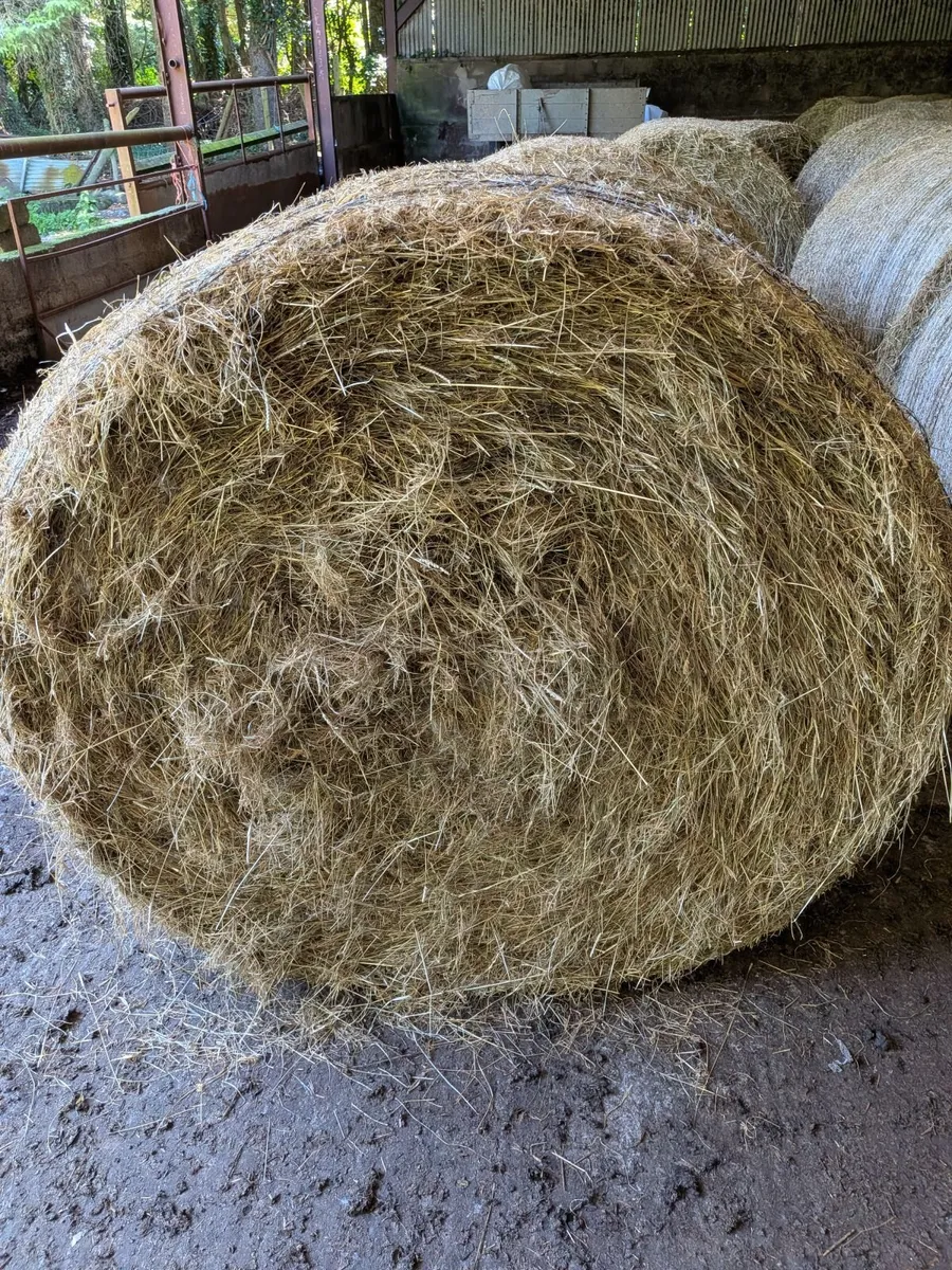 Hay - Image 3