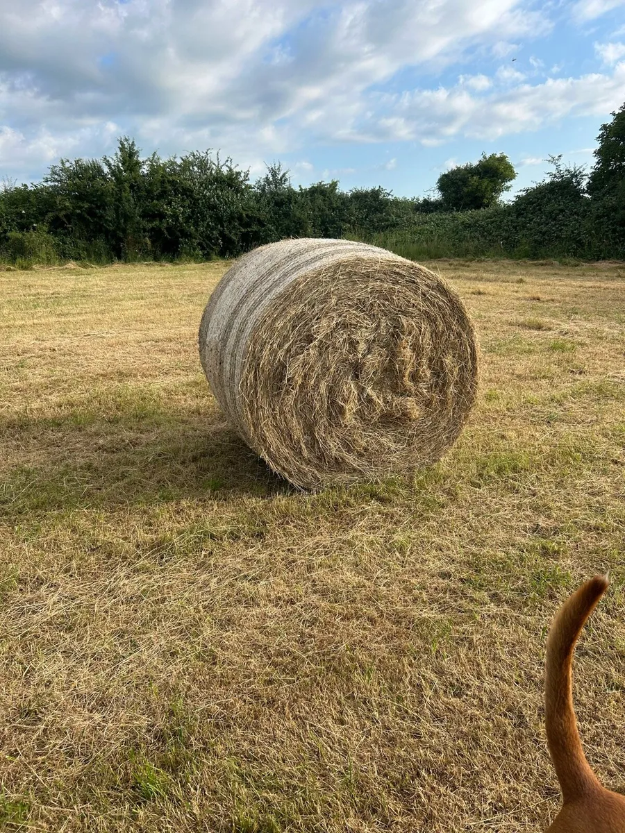 Hay - Image 2